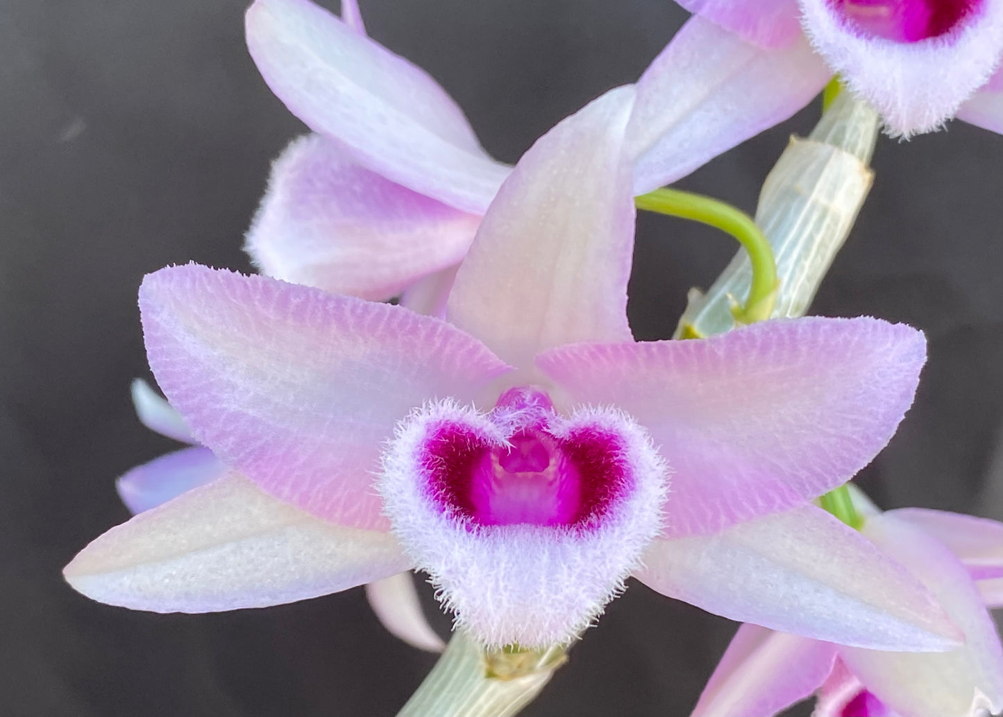 Den. anosmum 'Little Sweet Scent'