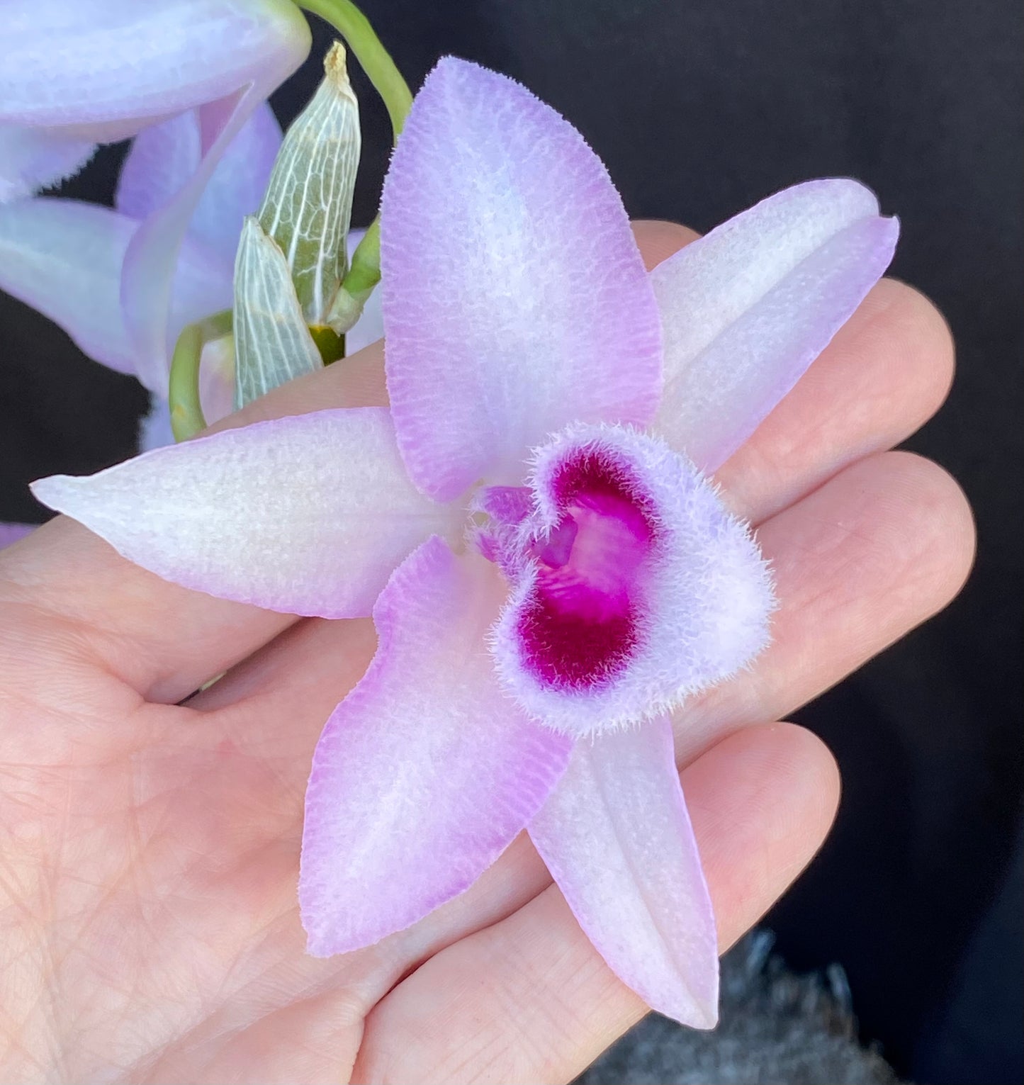 Den. anosmum 'Little Sweet Scent'