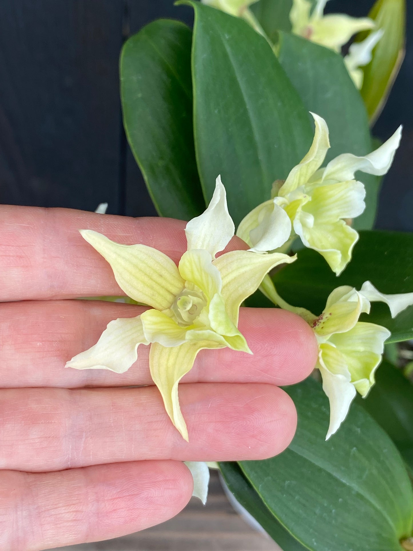 Den. Microchip x Den. forbesii