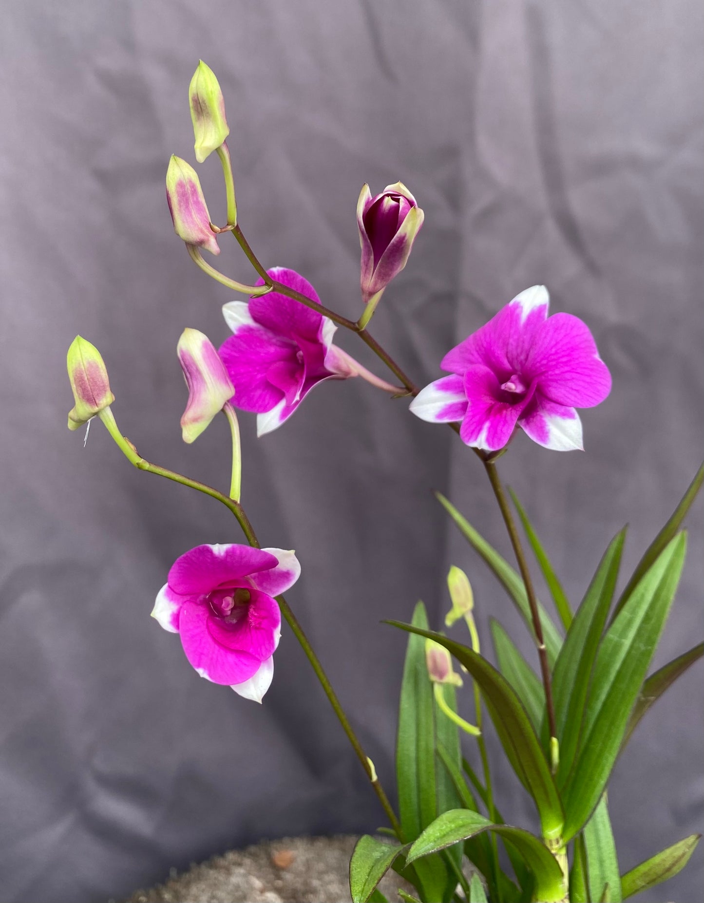 Dendrobium Mini Red Star