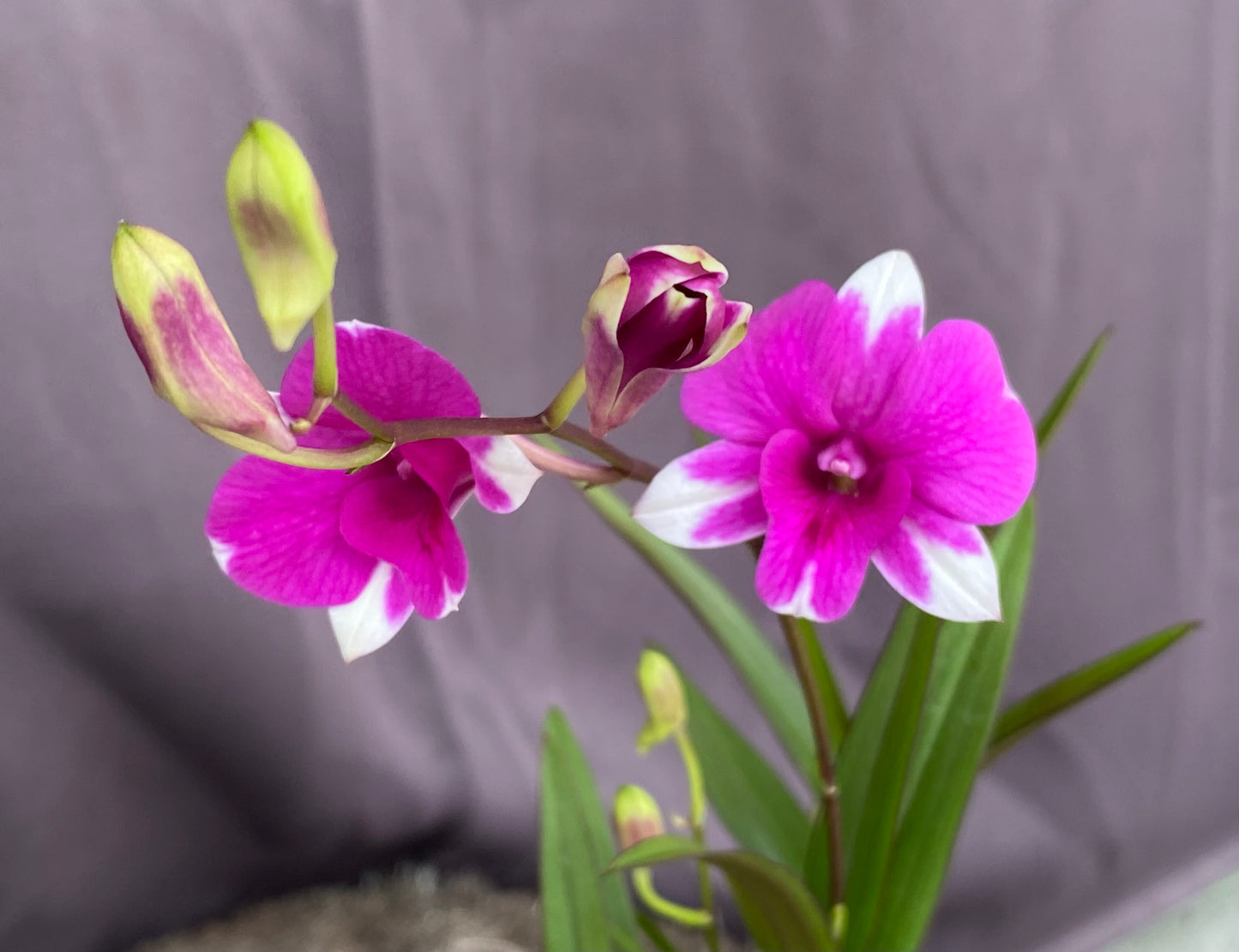 Dendrobium Mini Red Star