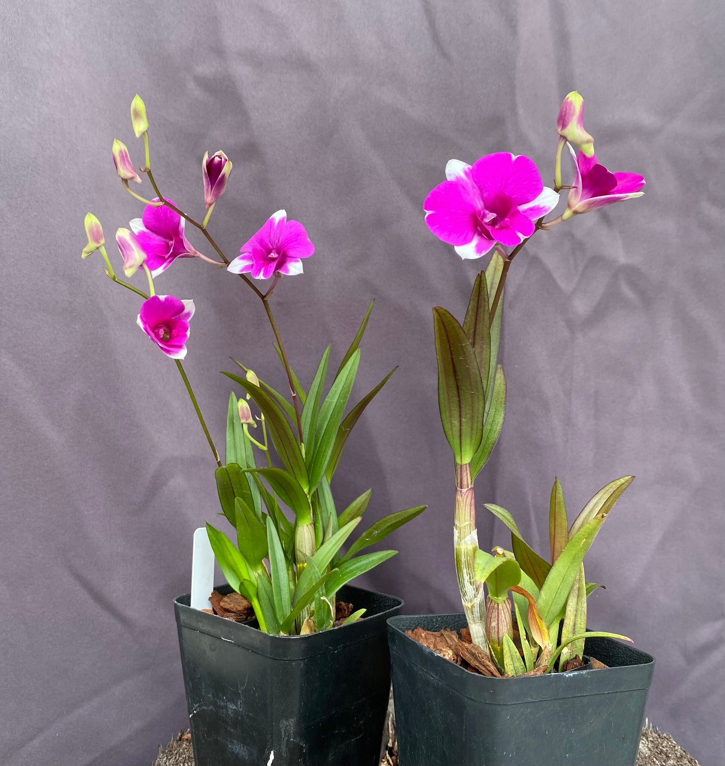 Dendrobium Mini Red Star
