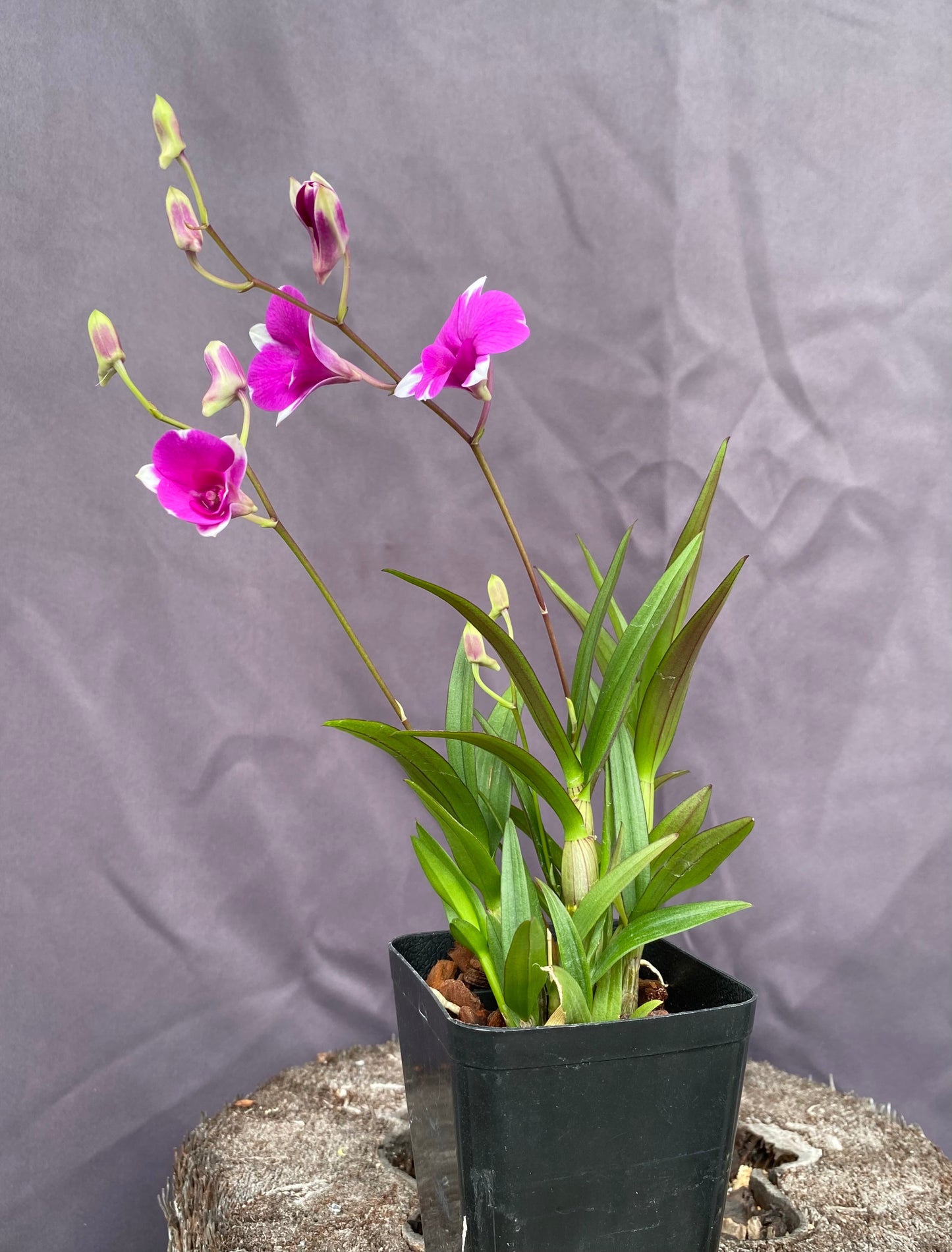 Dendrobium Mini Red Star