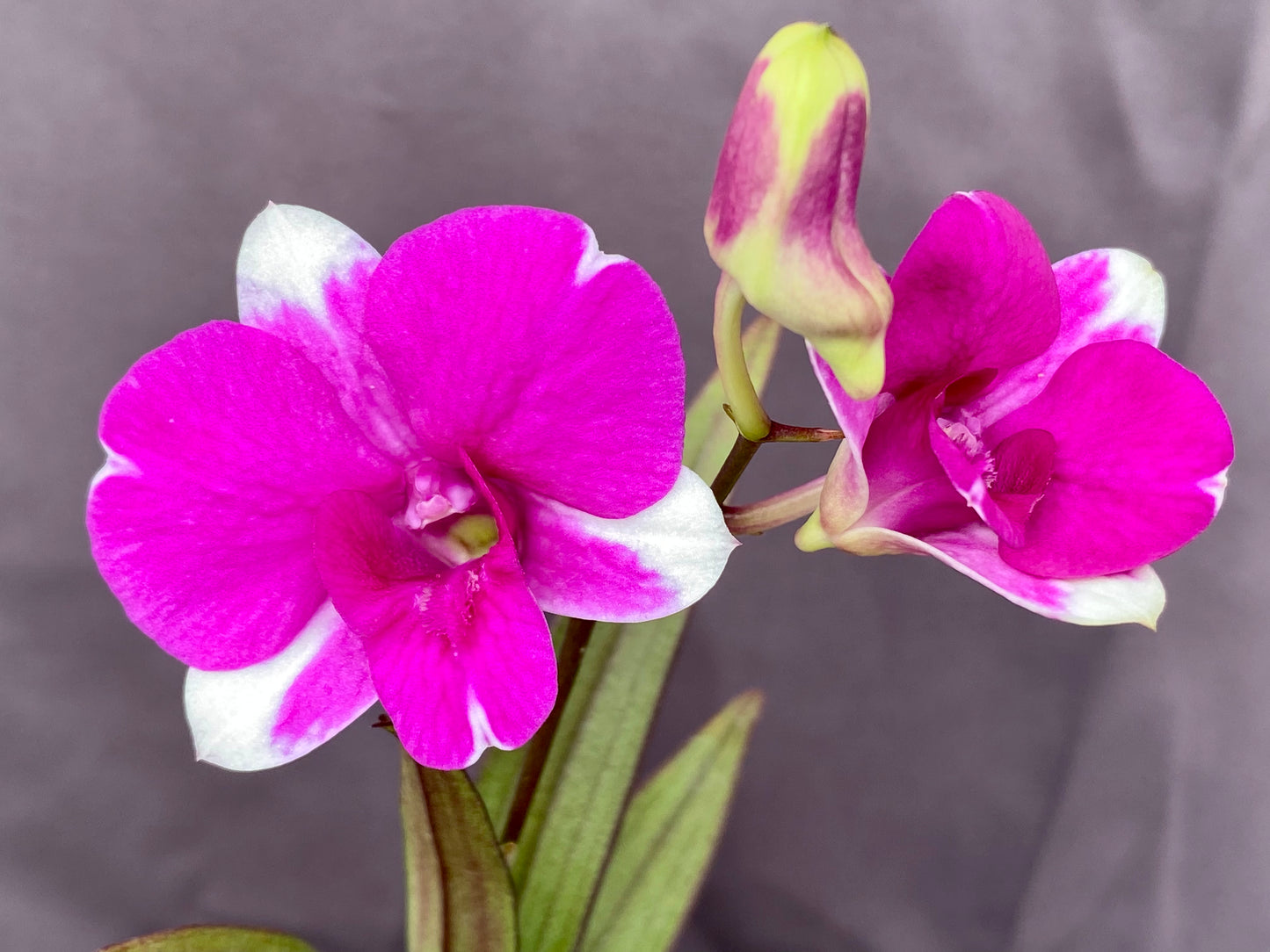 Dendrobium Mini Red Star