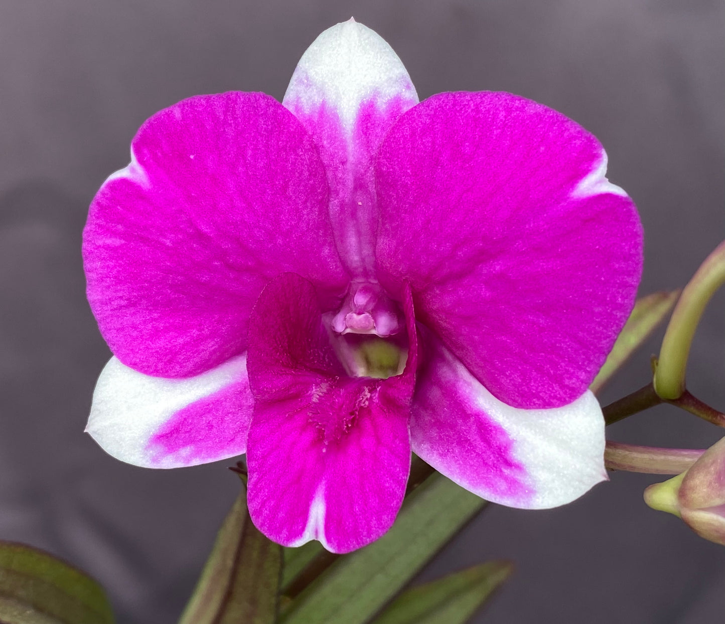 Dendrobium Mini Red Star