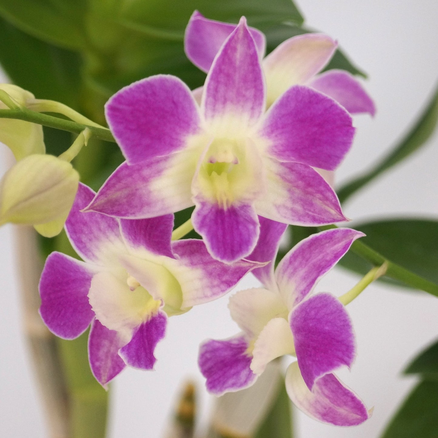 Dendrobium Mini Snowflake x Nida