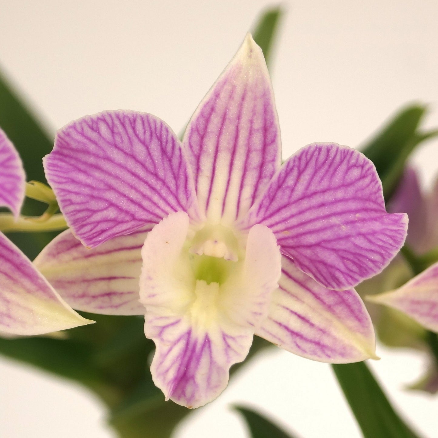 Dendrobium Mini Snowflake x Nida