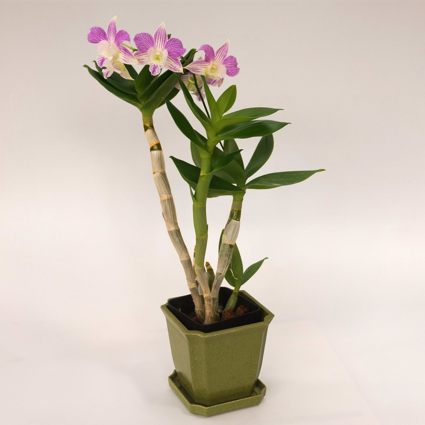 Dendrobium Mini Snowflake x Nida