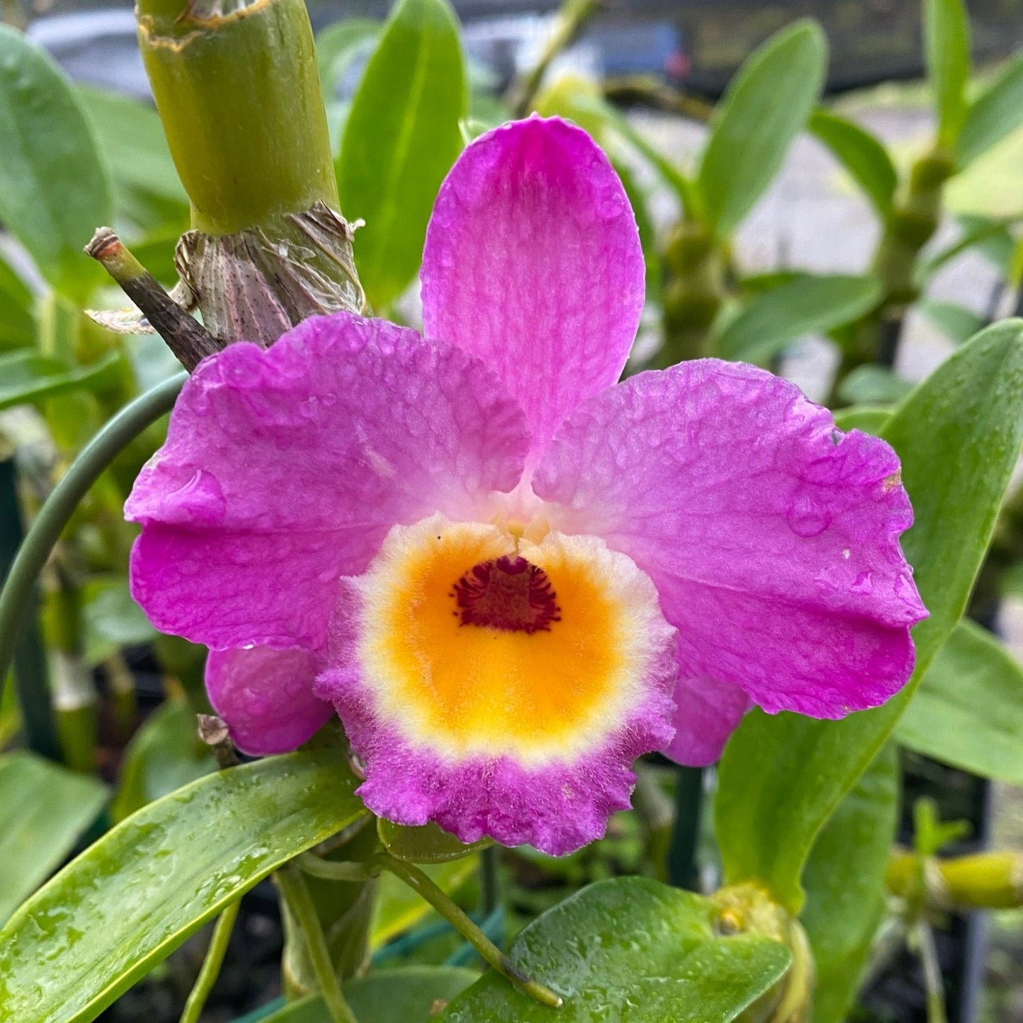 Orchid Gift Card