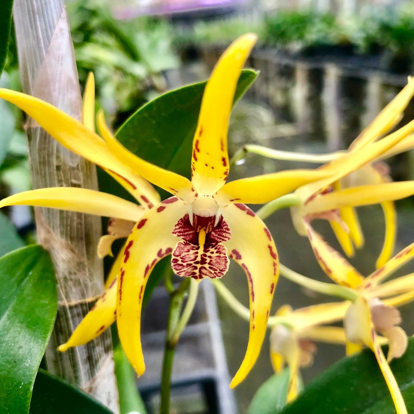 Dendrobium Australian Robbie McInnes