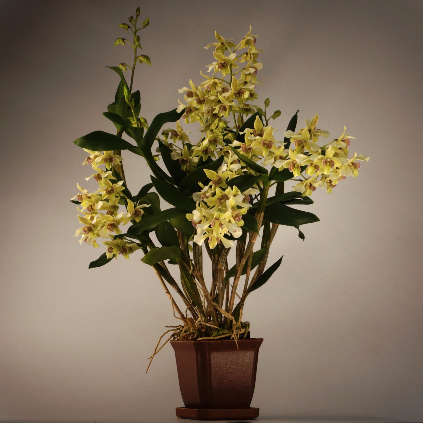 Den. Royal Chip