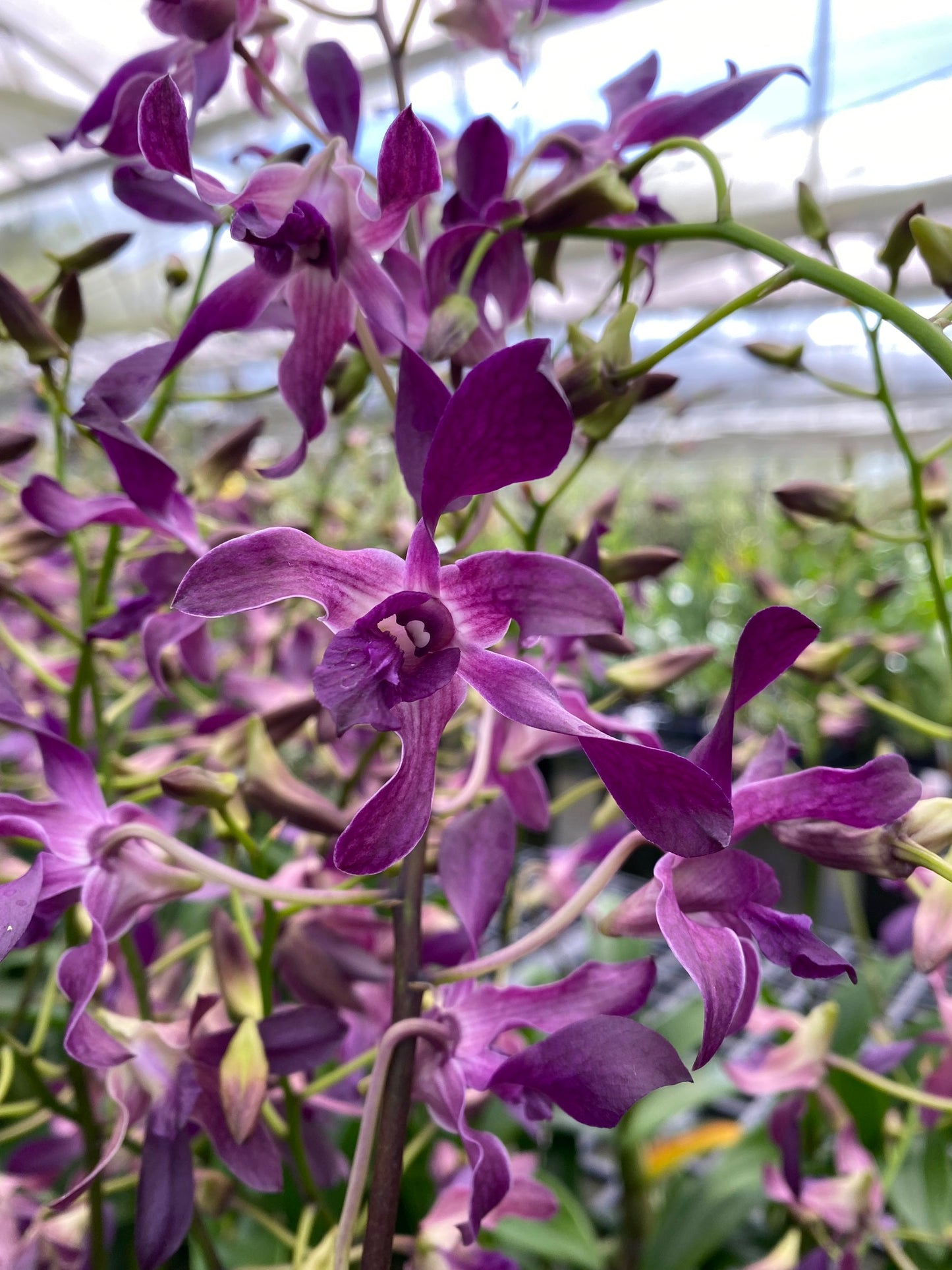 Den. Somkiat Blue