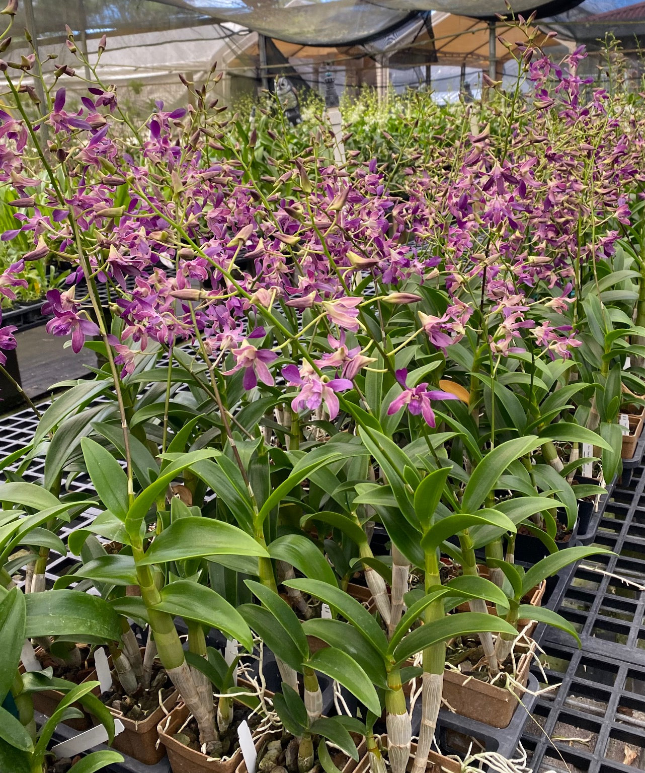Den. Somkiat Blue