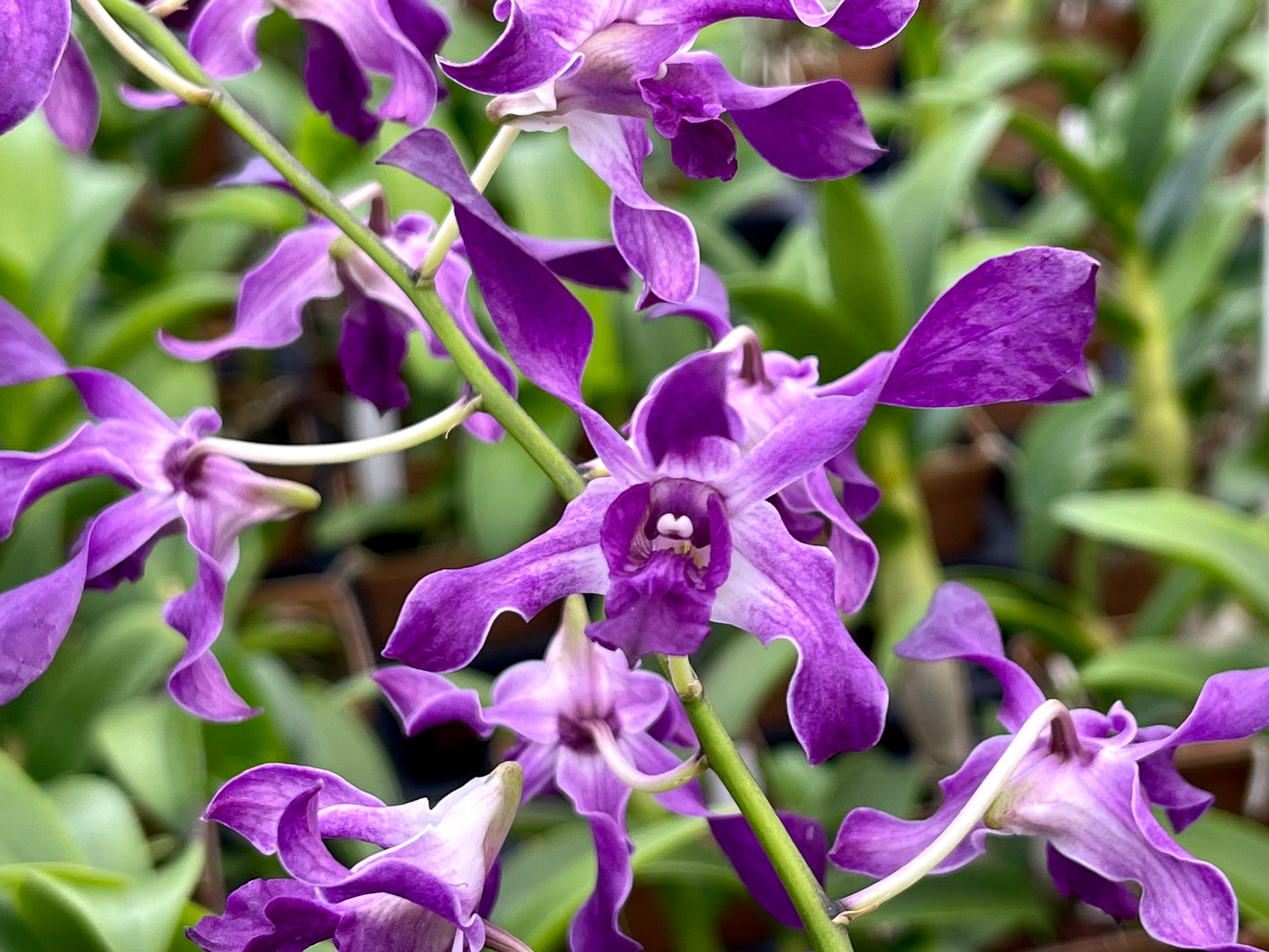 Den. Somkiat Blue