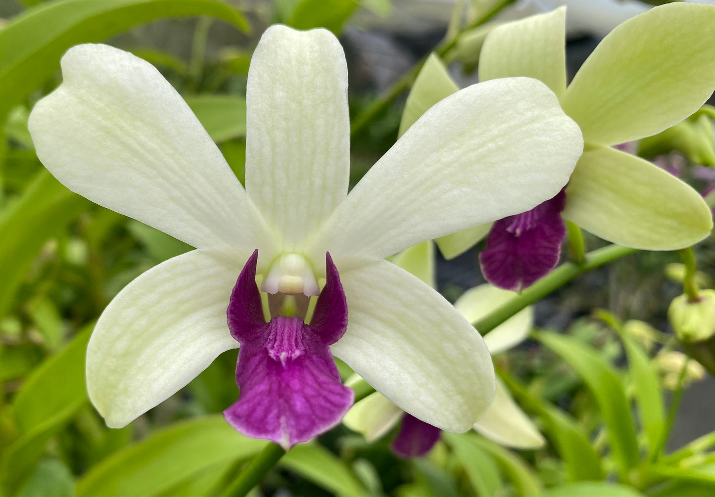 Assorted Dendrobium with Eco Pot