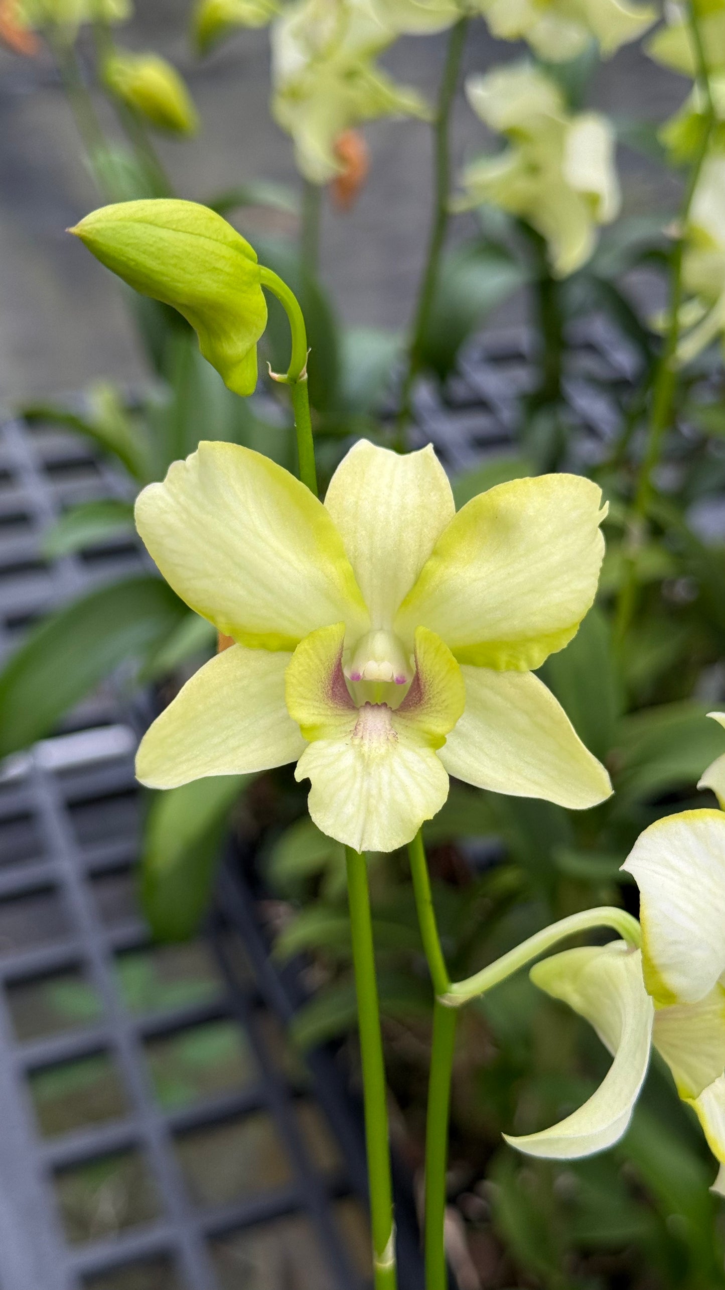 Den. Dragon Jade