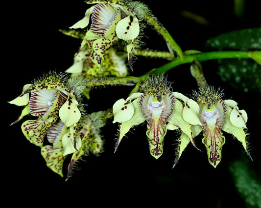 Dendrobium finisterae