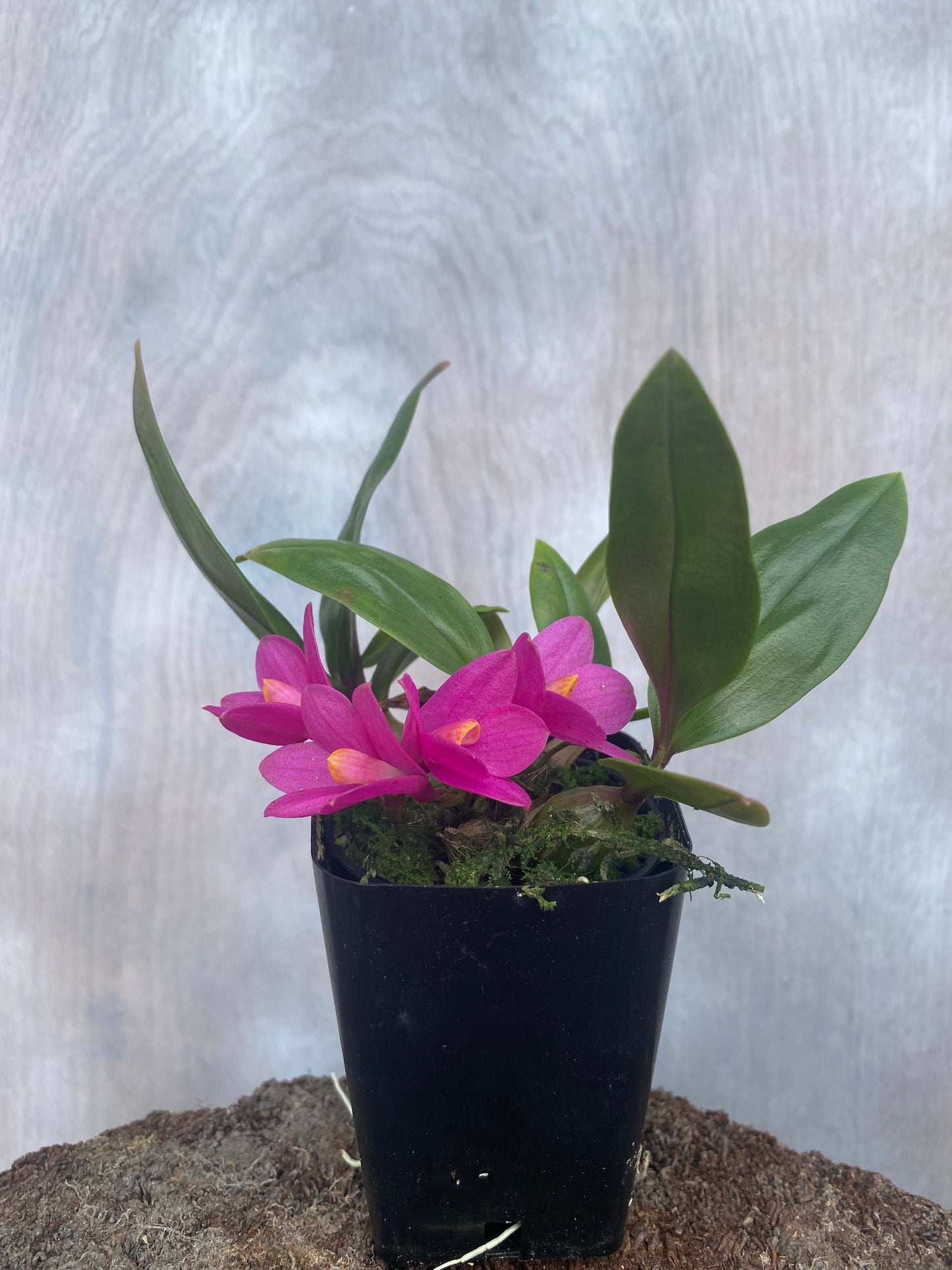 Den. laevifolium