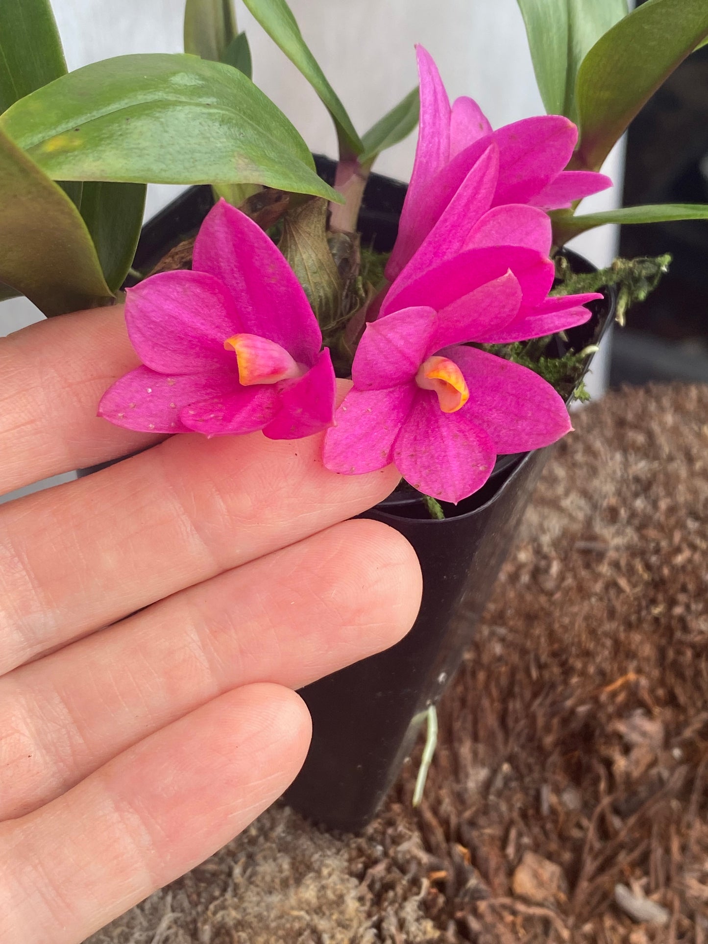 Den. laevifolium
