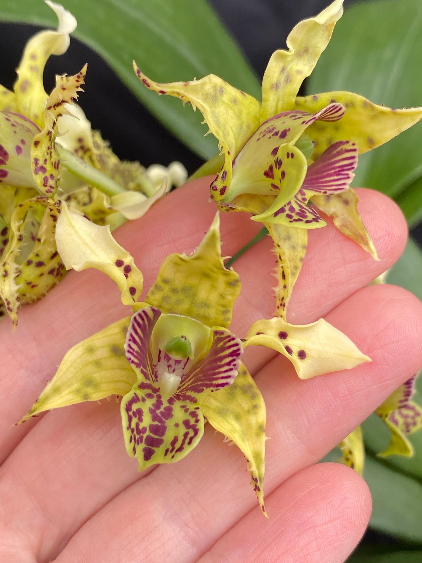 Den. macrophyllum x Micro Chip- Blooming Size