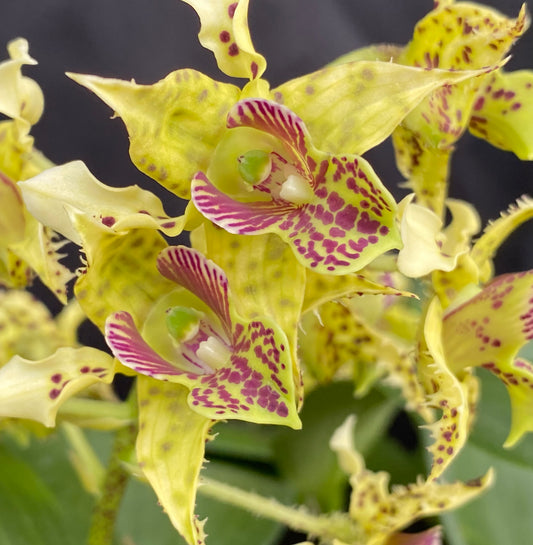 Den. macrophyllum x Micro Chip- Blooming Size