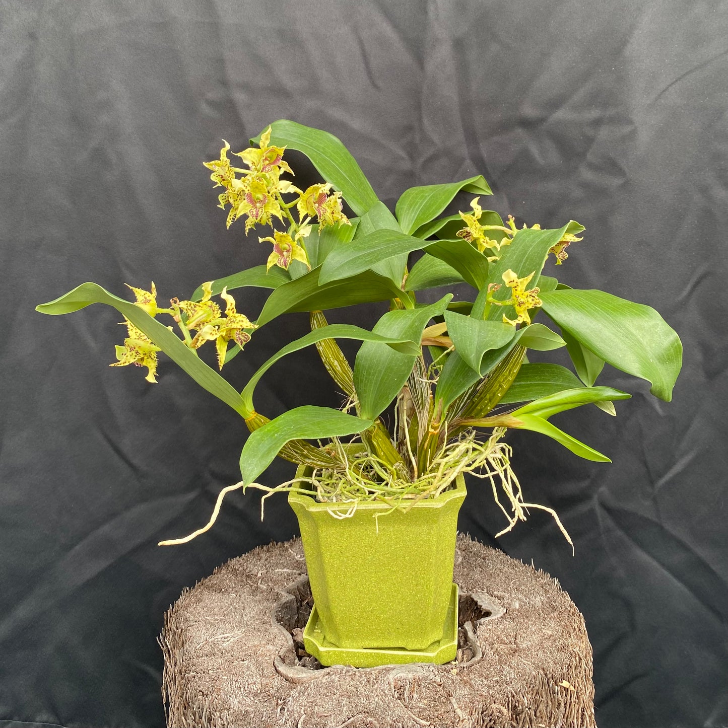 Den. macrophyllum x Micro Chip- Blooming Size