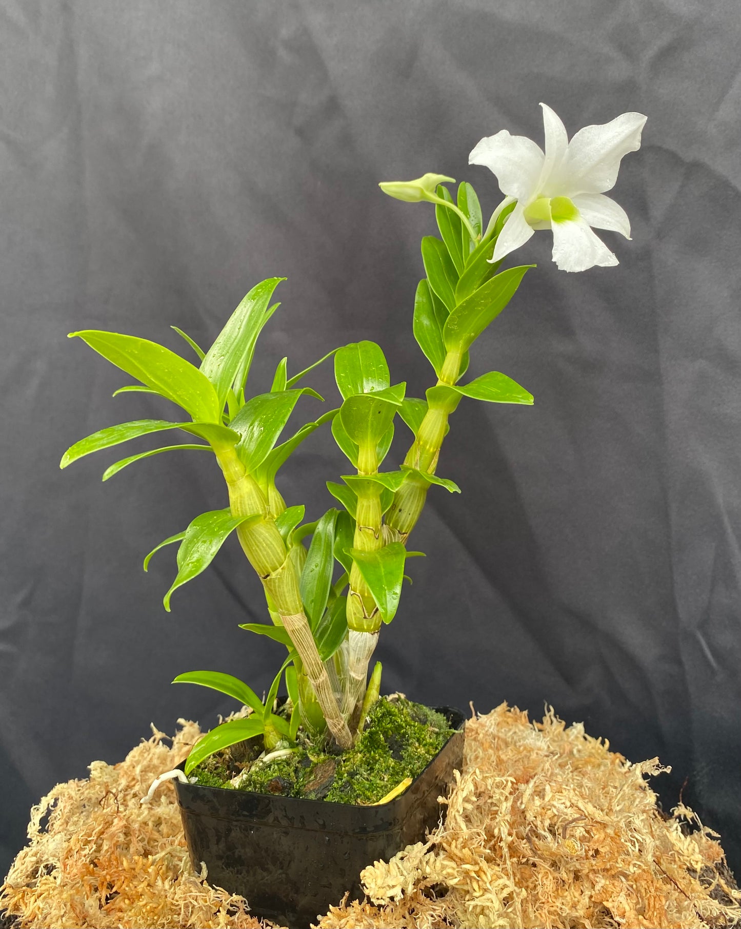 Dendrobium sanderae var. luzonicum