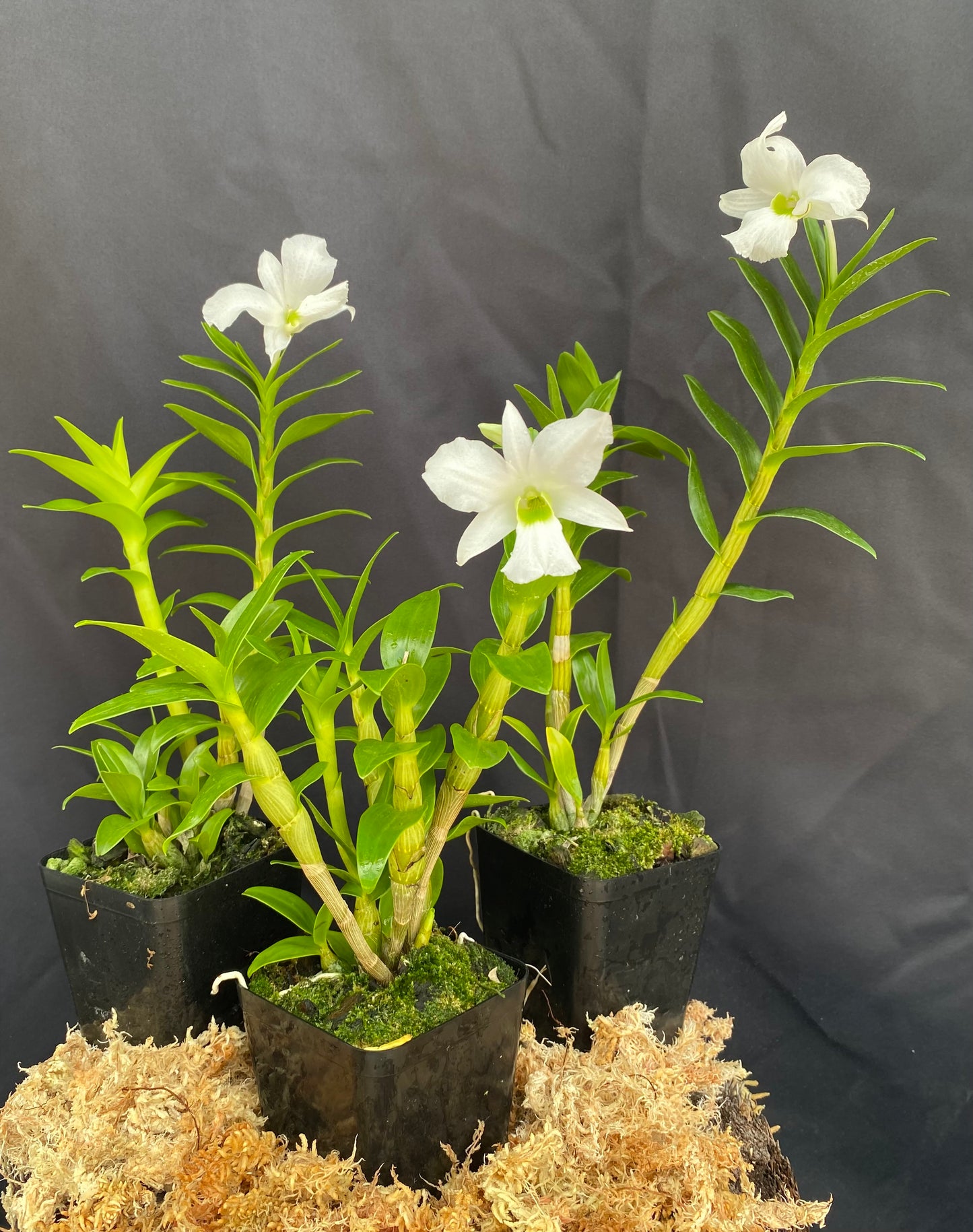 Dendrobium sanderae var. luzonicum