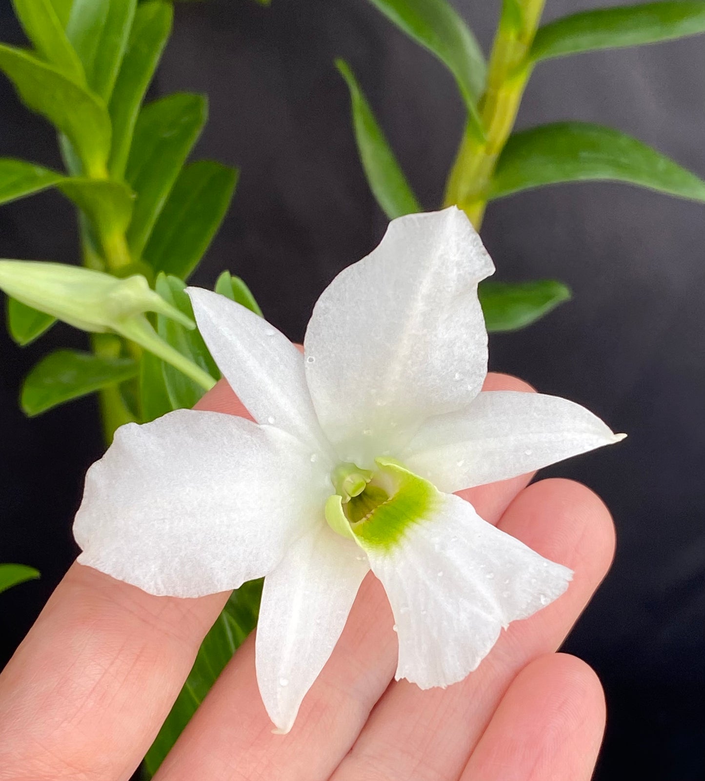Dendrobium sanderae var. luzonicum