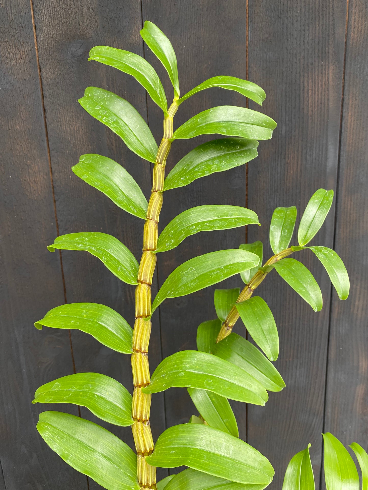 Den. secundum (alba x red)