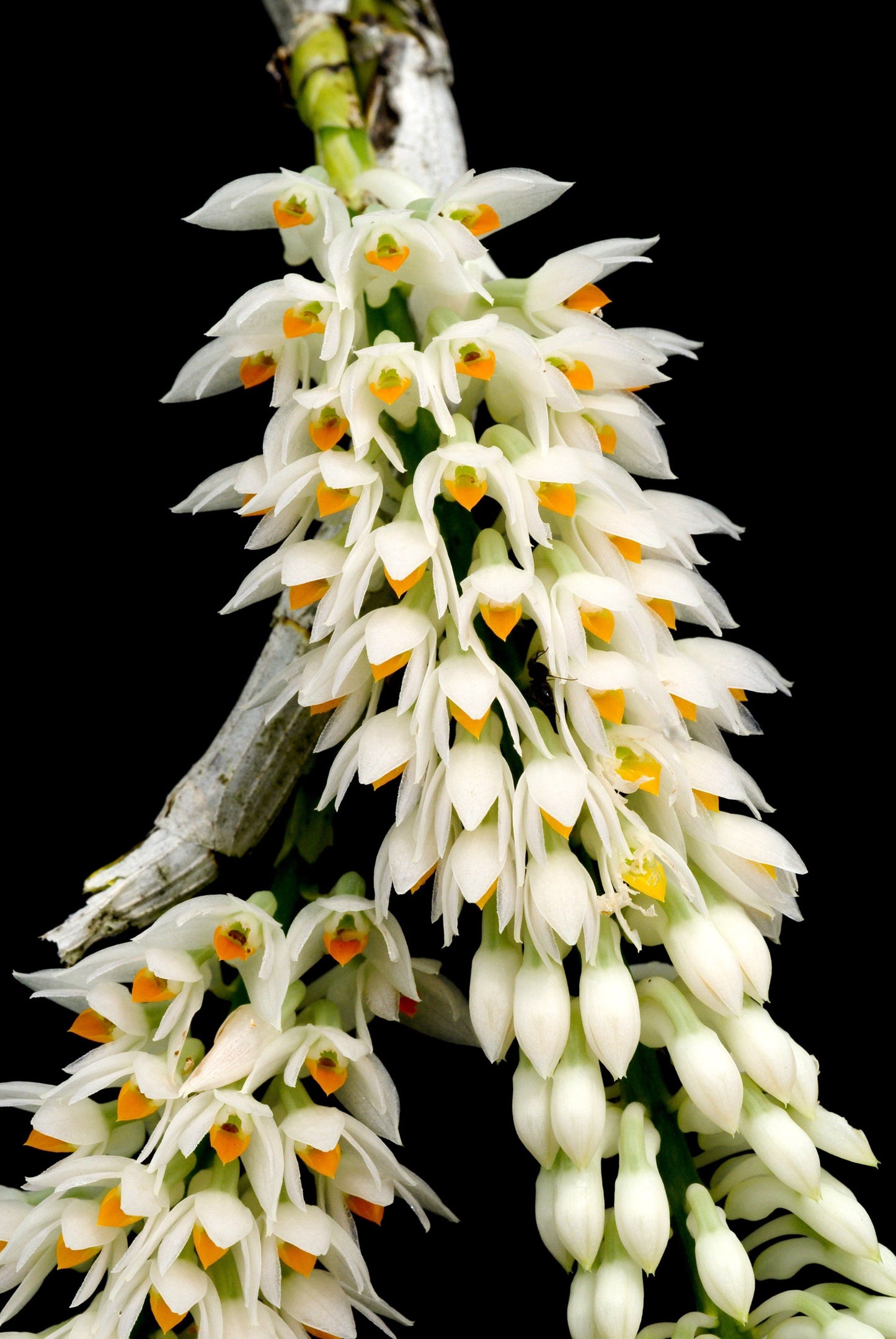 Den. secundum (alba x red)