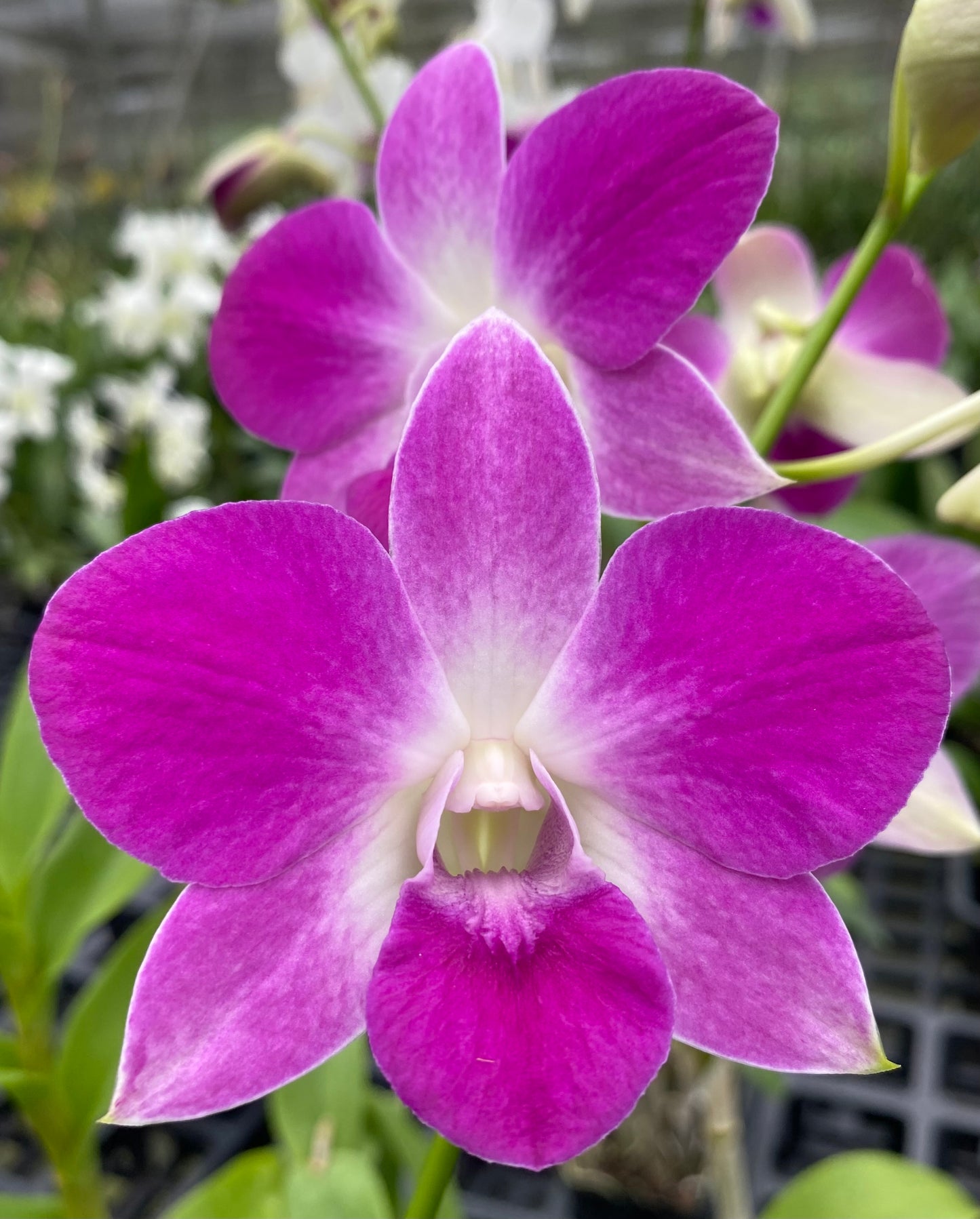 Assorted Dendrobium with Eco Pot