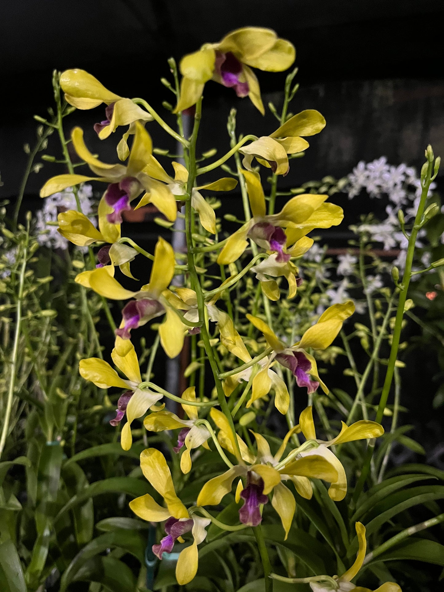 Dendrobium (Den.) Karie Wakida x Mariner's Gold