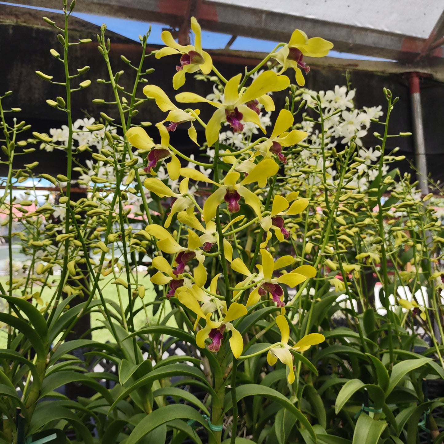 Dendrobium (Den.) Karie Wakida x Mariner's Gold