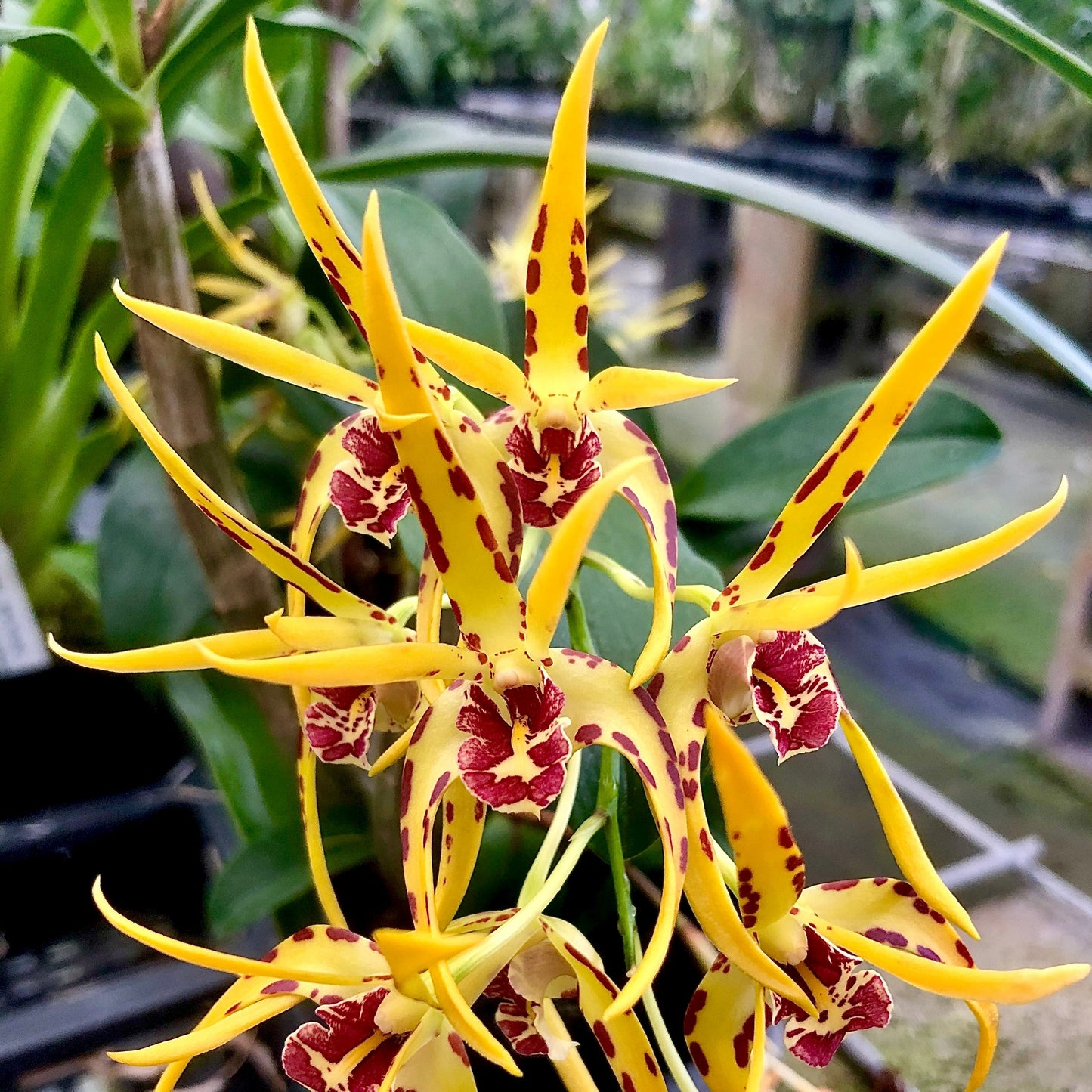 Dendrobium Australian Robbie McInnes
