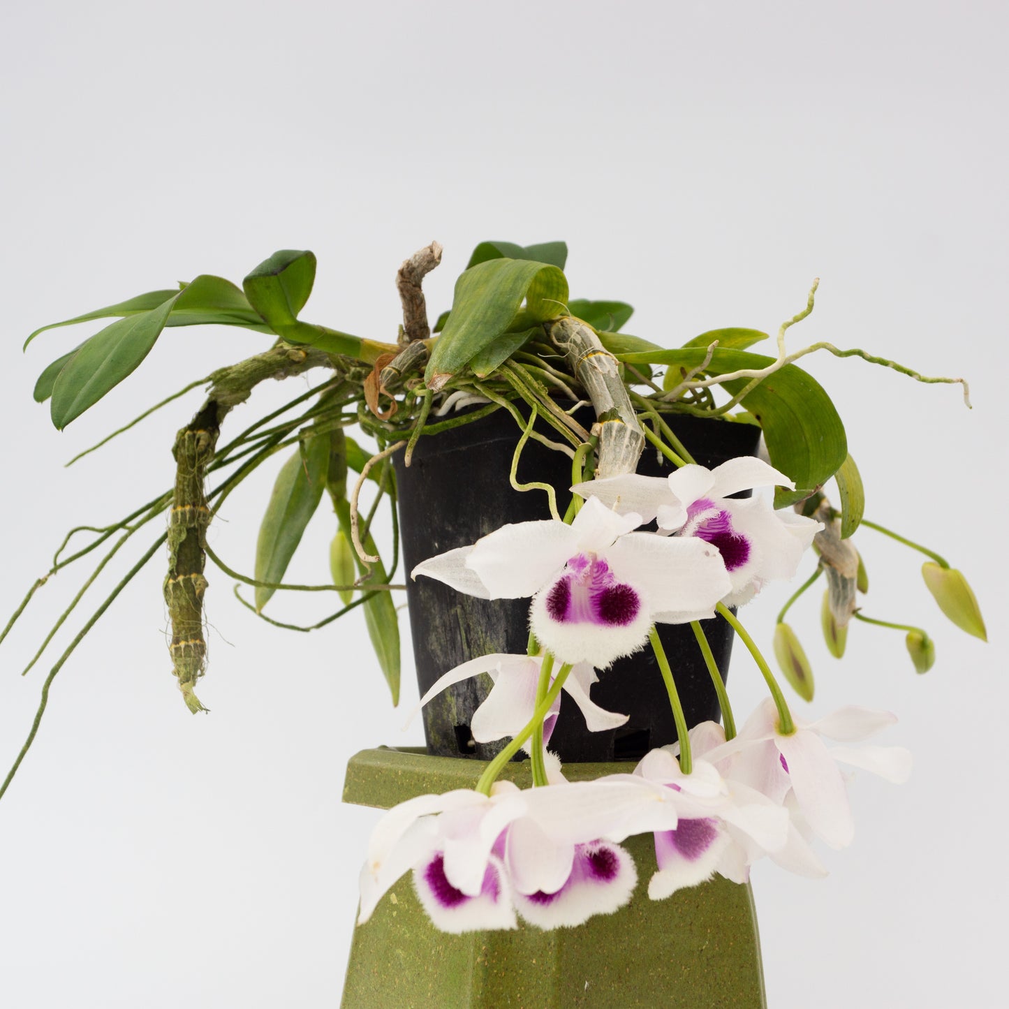 White and purple Hono Hono Dendrobium flower potted orchid plant Hawaii