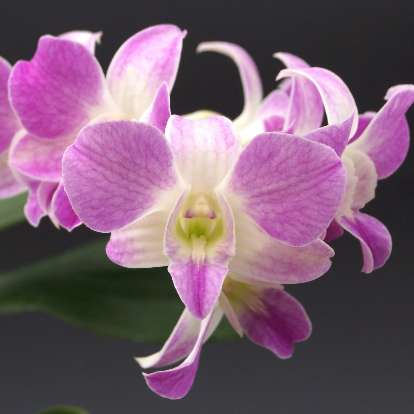 Dendrobium Mini Snowflake x Nida