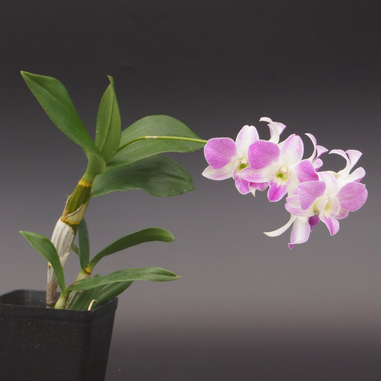 Dendrobium Mini Snowflake x Nida