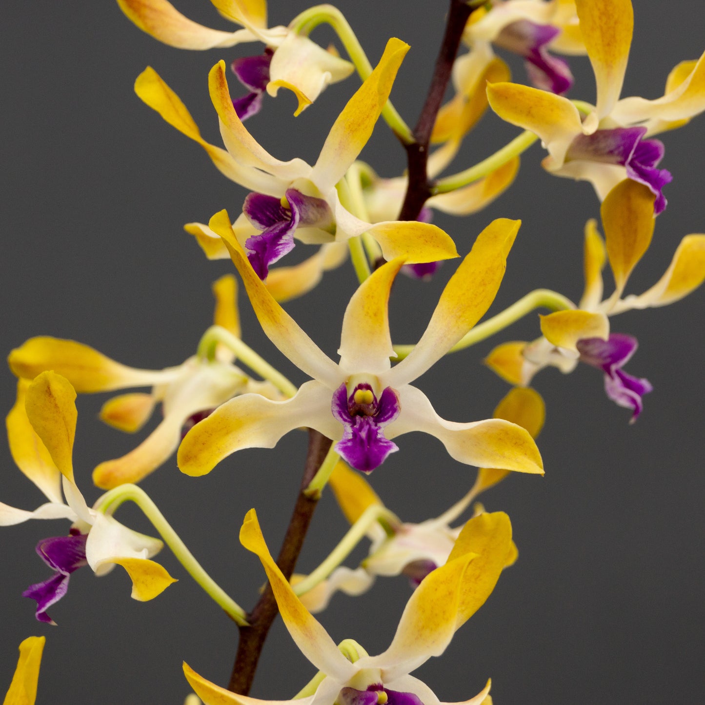 Orchid Gift Card