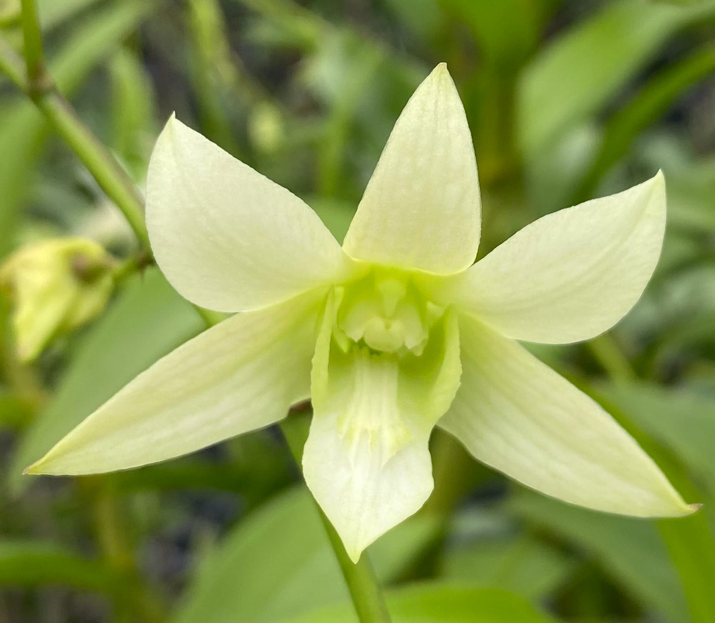 Assorted Dendrobium with Eco Pot
