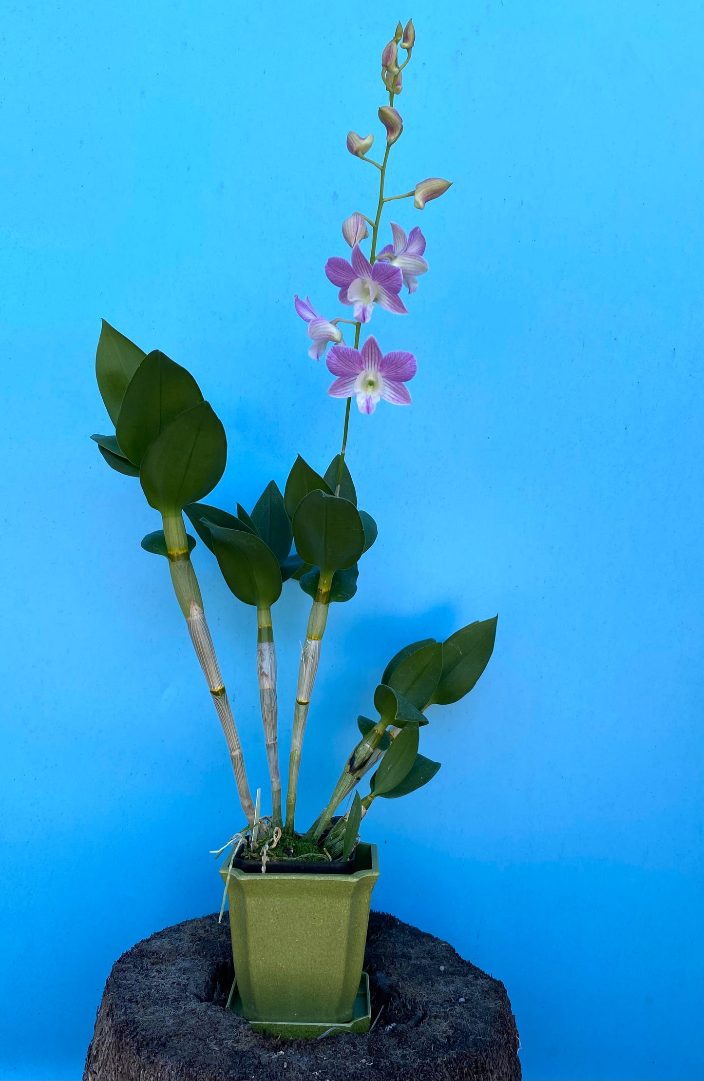 Assorted Dendrobium with Eco Pot