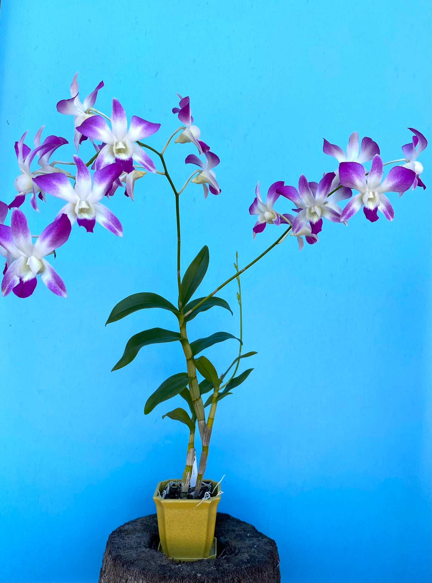 Assorted Dendrobium with Eco Pot