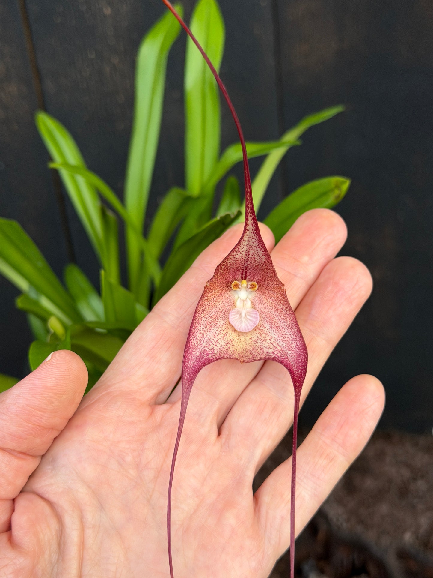 Drac. Quasidmodo 'Gargoyle' AM/AOS