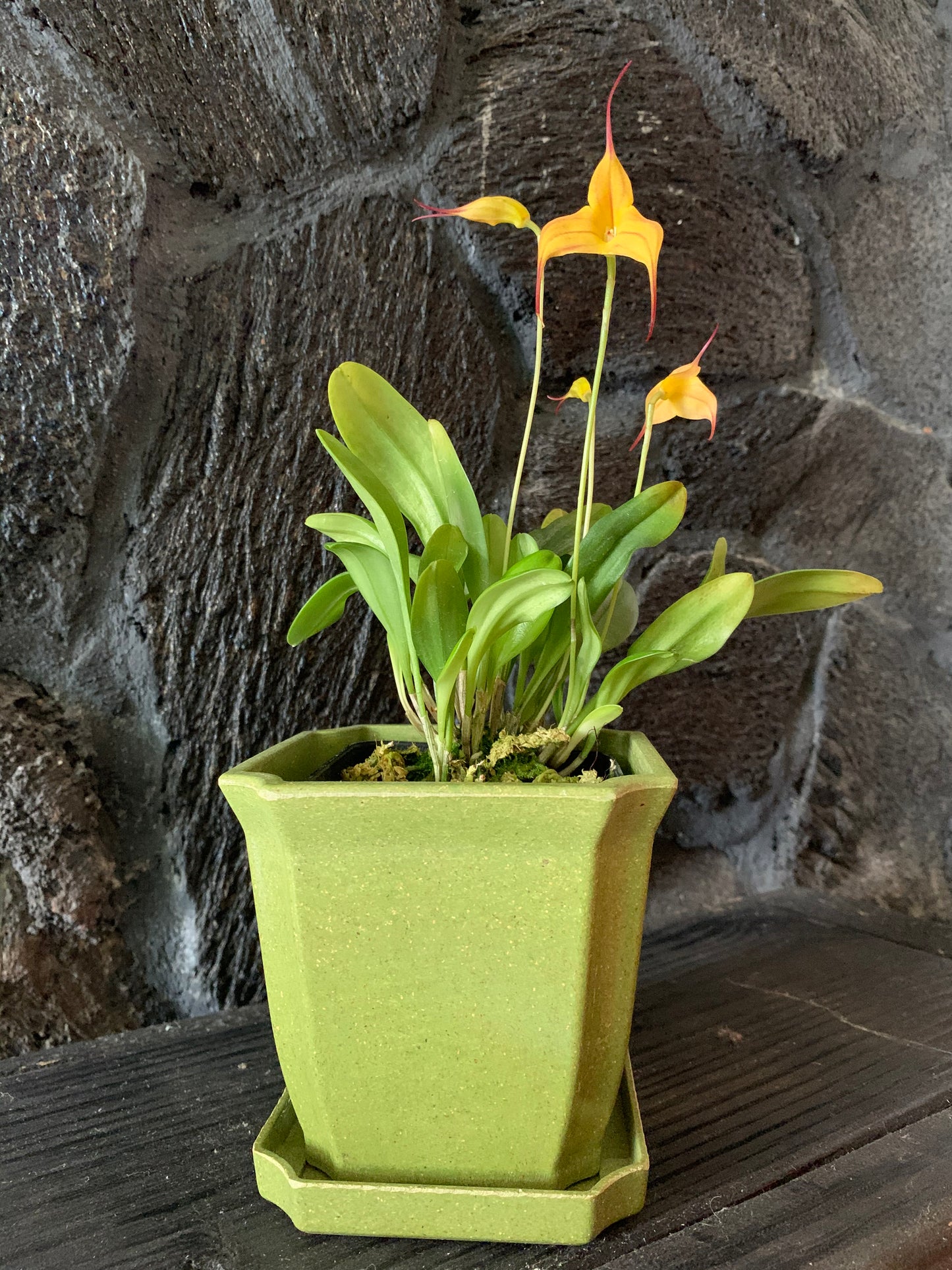 Miltoniopsis Gift Box - 4 plants and eco pots