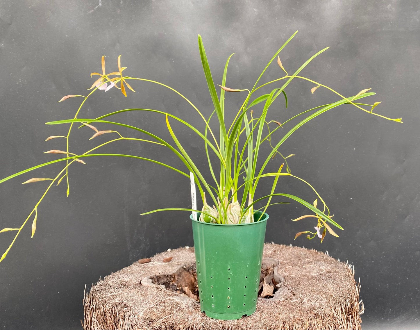Encyclia bractescens