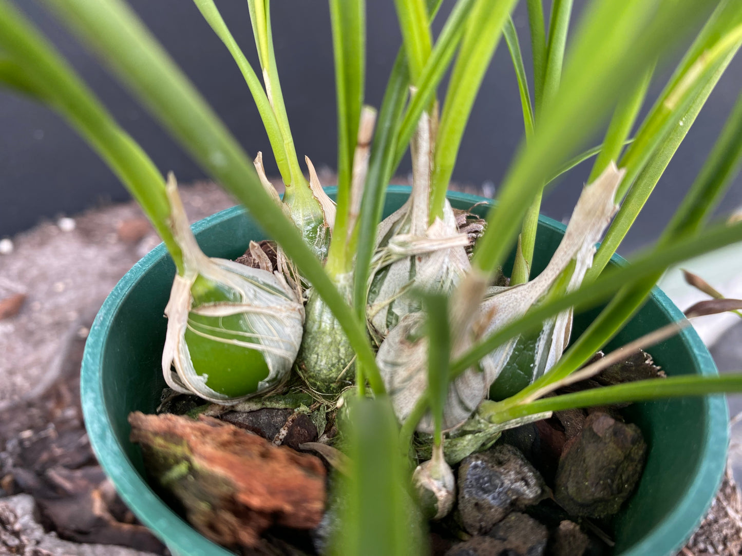 Encyclia bractescens