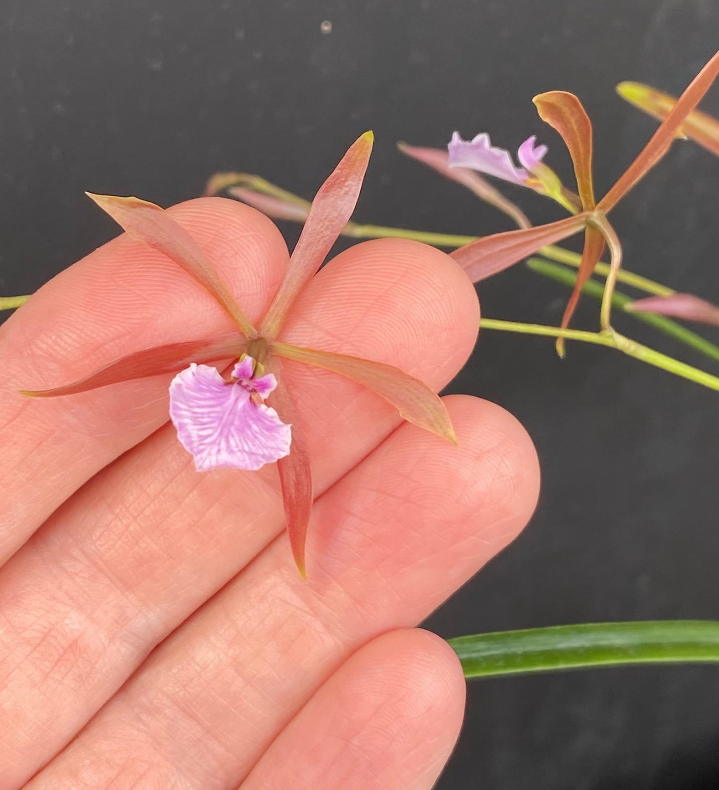 Encyclia bractescens