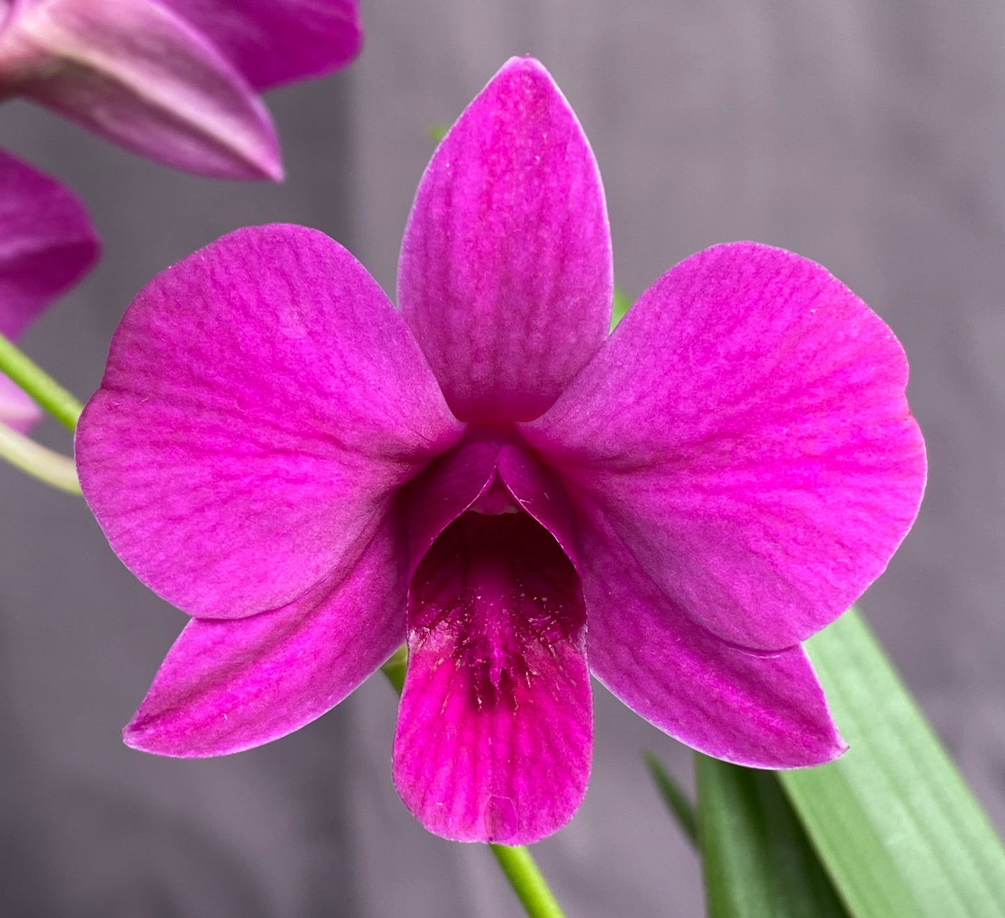 *BOGO 50% SALE* Dendrobium Enobi (mini)
