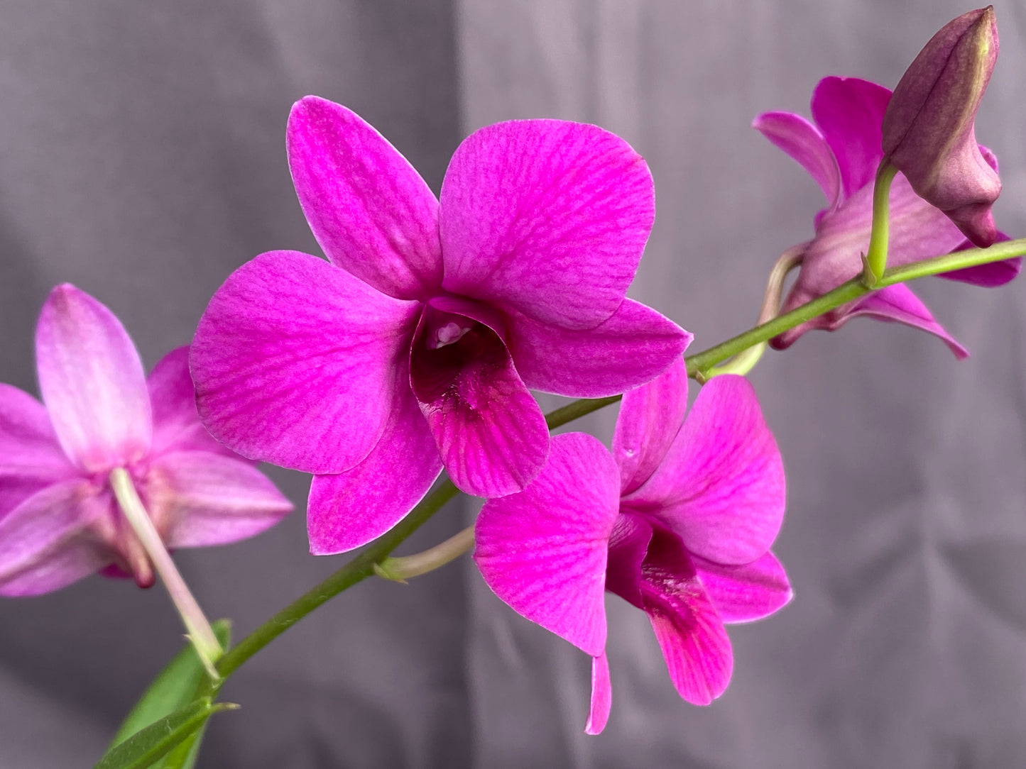 *BOGO 50% SALE* Dendrobium Enobi (mini)