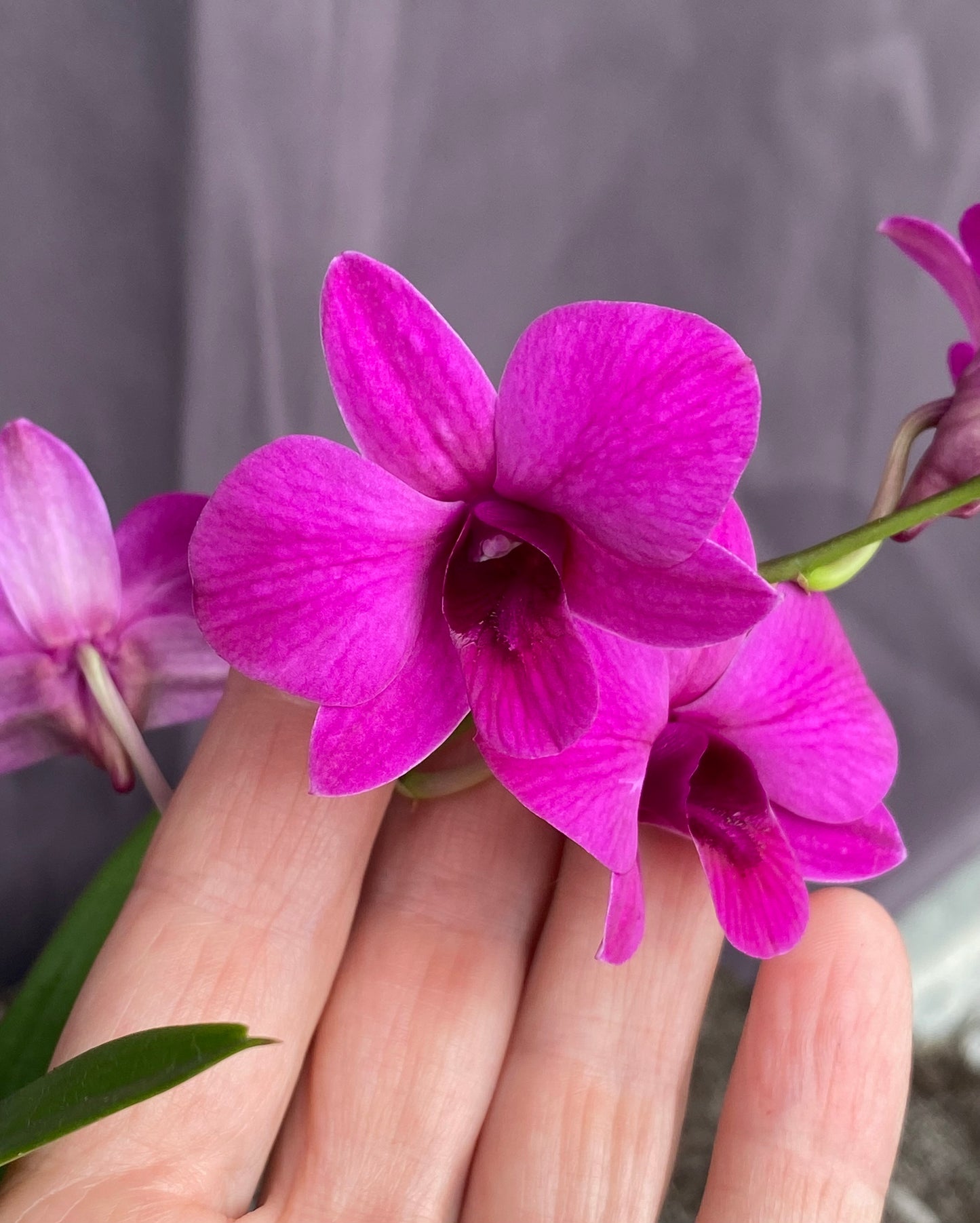 *BOGO 50% SALE* Dendrobium Enobi (mini)